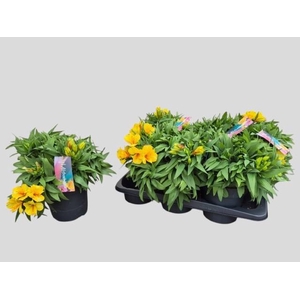 ALST COLORITA YELLOW