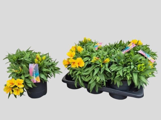 <h4>ALST COLORITA YELLOW</h4>