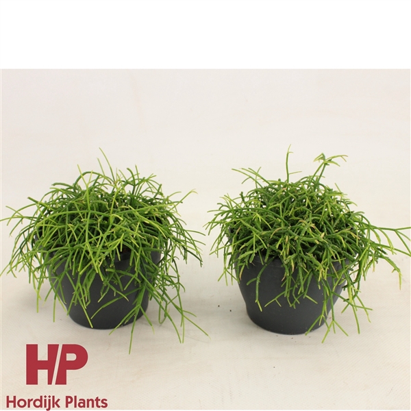 <h4>Rhipsalis baccifera 'Oasis' 12cm</h4>