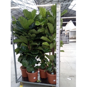 Ficus lyrata
