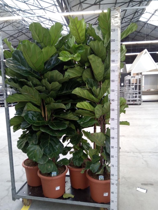 <h4>Ficus lyrata</h4>