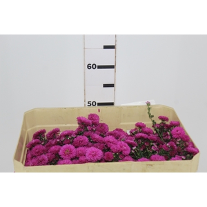ASTER MARIANA 040 CM PINK