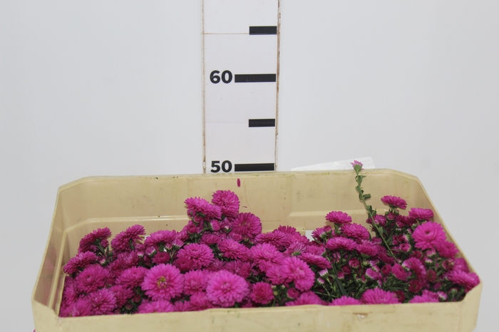 ASTER MARIANA 040 CM PINK