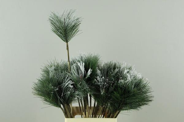 Stick Pinus+snow