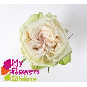 R Gr Country Secret Bicolor Pink 60cm EC