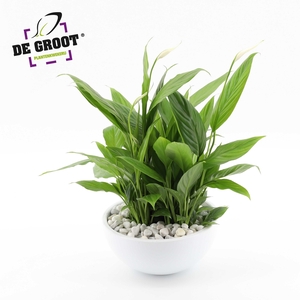 Spathiphyllum in keramiekschaal