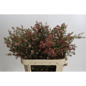 Chamelaucium My Sweet 16