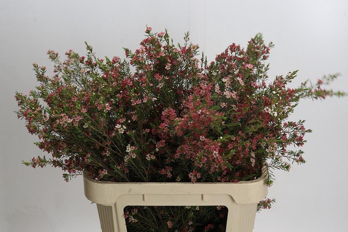 <h4>Chamelaucium My Sweet 16</h4>