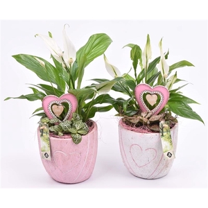 Cement pot met hart decor mix 14cm