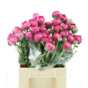 Ran Aazur Deep Rose N L