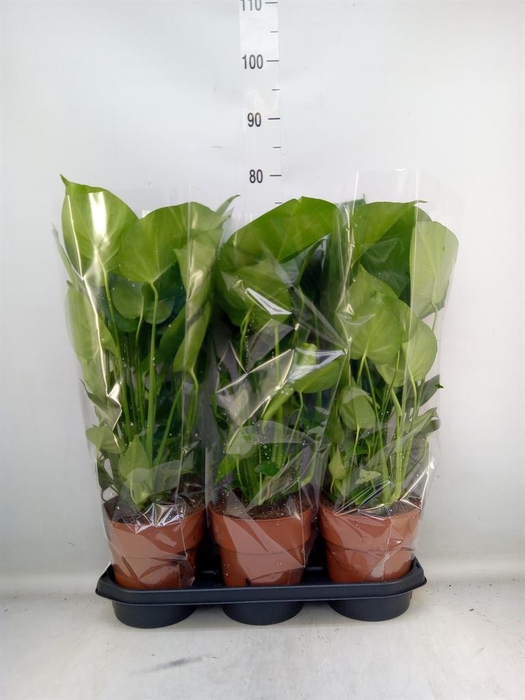 <h4>Monstera delic.</h4>