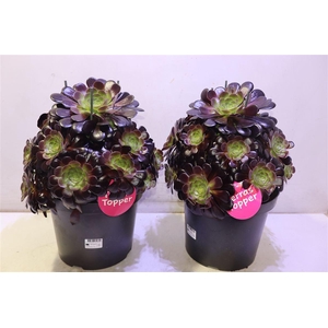 arr8 Aeonium Ab Velours