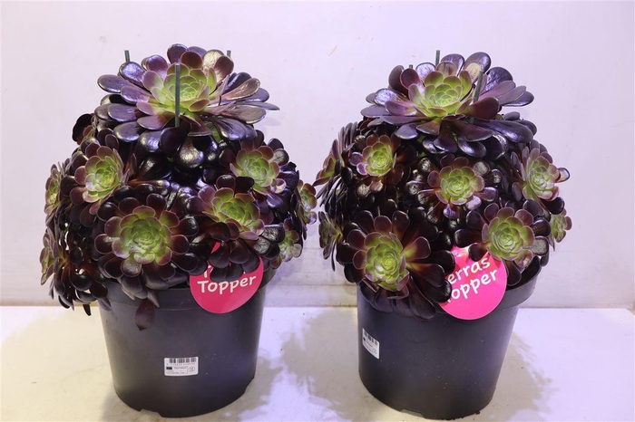 <h4>arr8 Aeonium Ab Velours</h4>