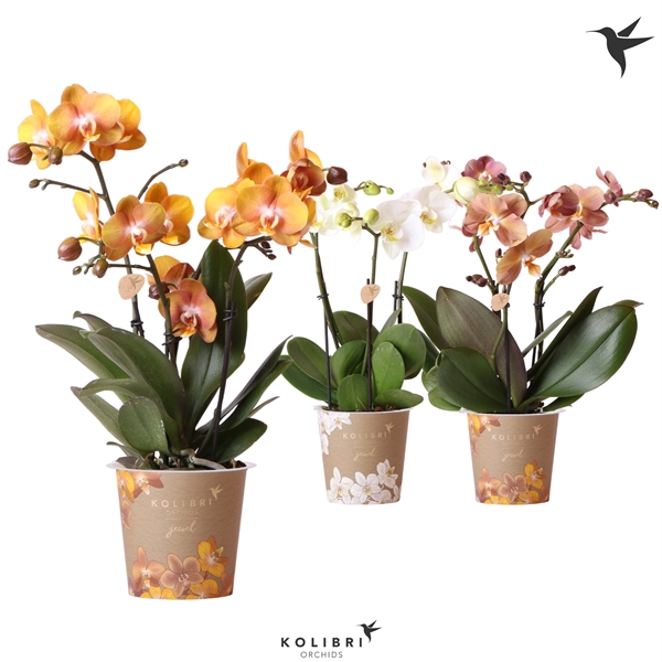Kolibri Orchids Phalaenopsis Jewel mix 3spike