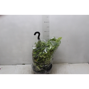 COLUMNEA CONODANTE C21
