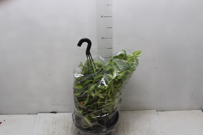 <h4>COLUMNEA CONODANTE C21</h4>