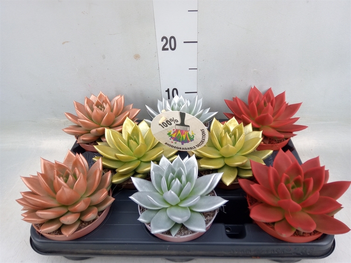 <h4>Echeveria  'Miranda'</h4>