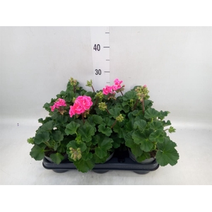 Pelargonium zona.   ...F1