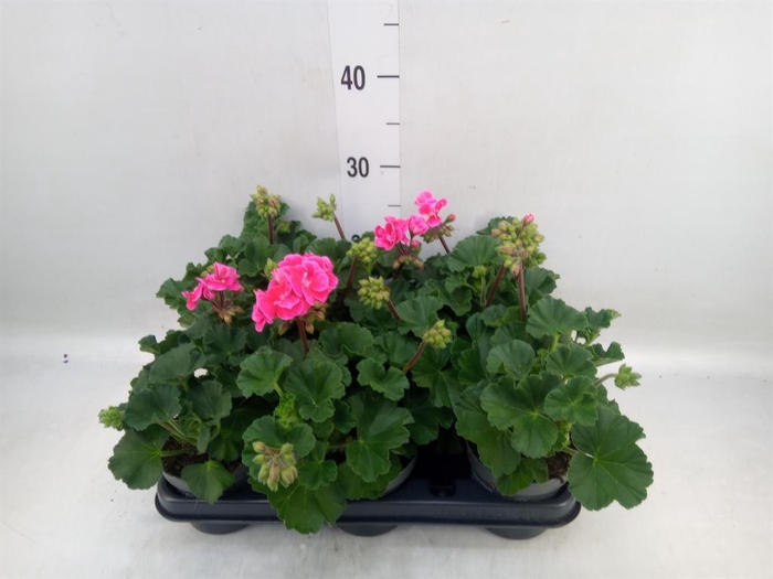 <h4>Pelargonium zona.   ...F1</h4>
