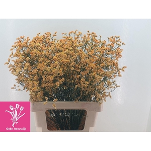 LIMONIUM SINENSE 'INCA DIAMOND'