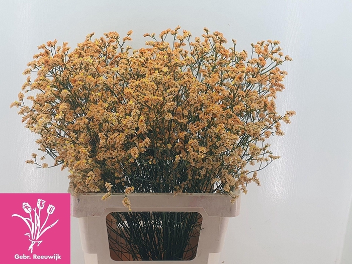 <h4>LIMONIUM SINENSE 'INCA DIAMOND'</h4>