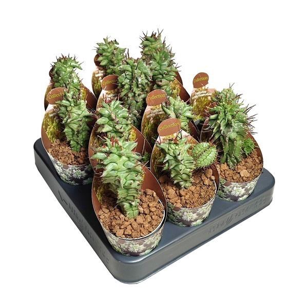<h4>EUPHORBIA HORRIDA</h4>