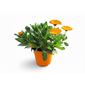 Calendula officinalis