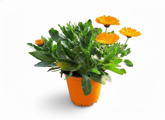 <h4>Calendula officinalis</h4>