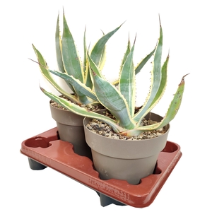 Agave Americana Variegata