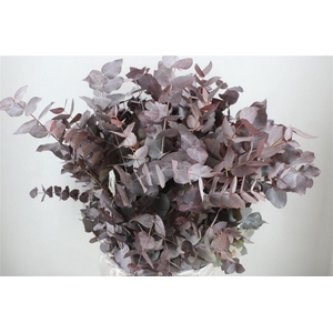 Euca Cinerea Red Abs P Bunch