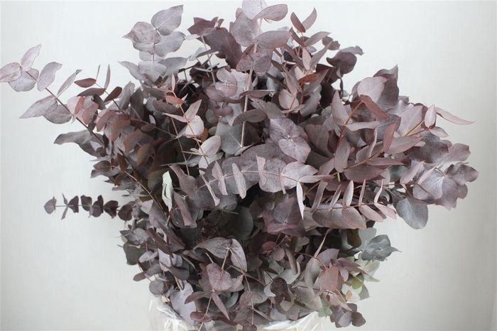 <h4>Euca Cinerea Red Abs P Bunch</h4>