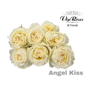 R GR ANGEL KISS
