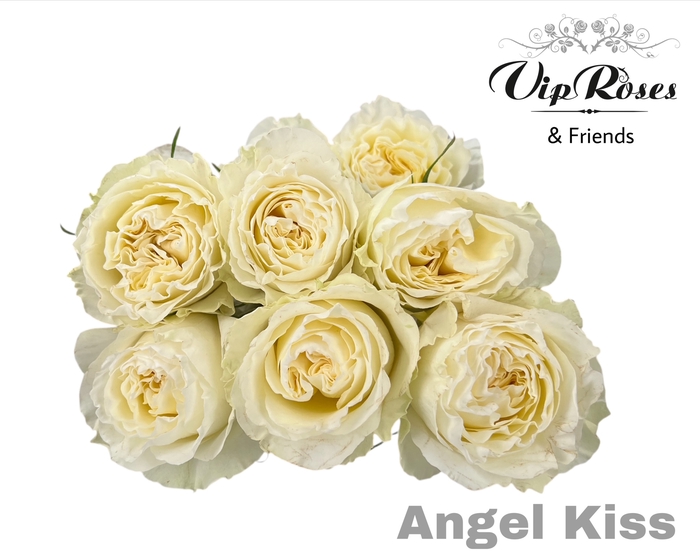 R GR ANGEL KISS