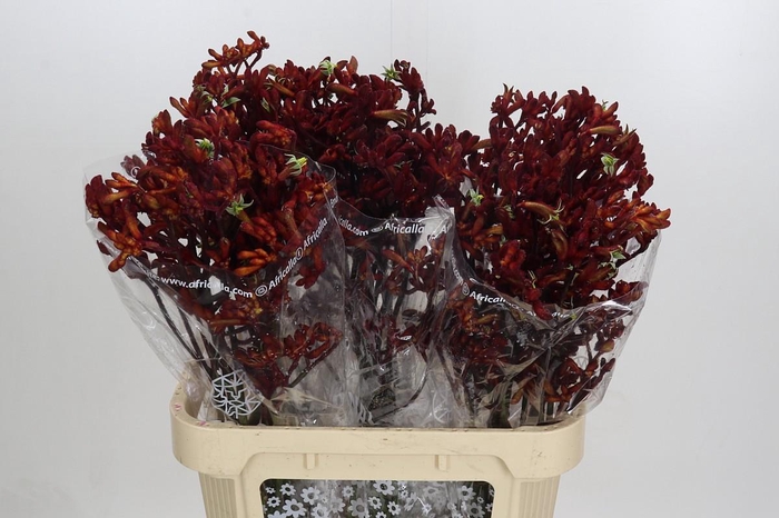 Anigozanthos Early Spring