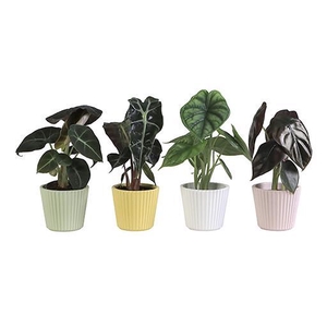 ALOCASIA MIX P6 L 65918