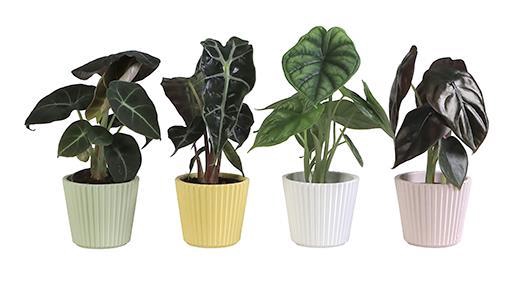 <h4>ALOCASIA MIX P6 L 65918</h4>