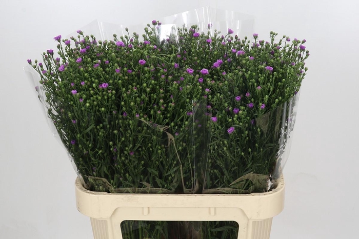 <h4>Aster Casarosa</h4>