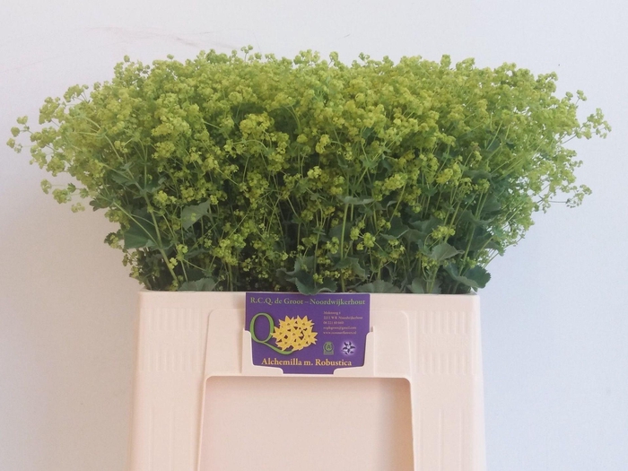 <h4>ALCHEMILLA MOLLIS 'ROBUSTICA'</h4>