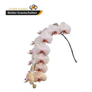 Phal Royal Peach 12+ XXL