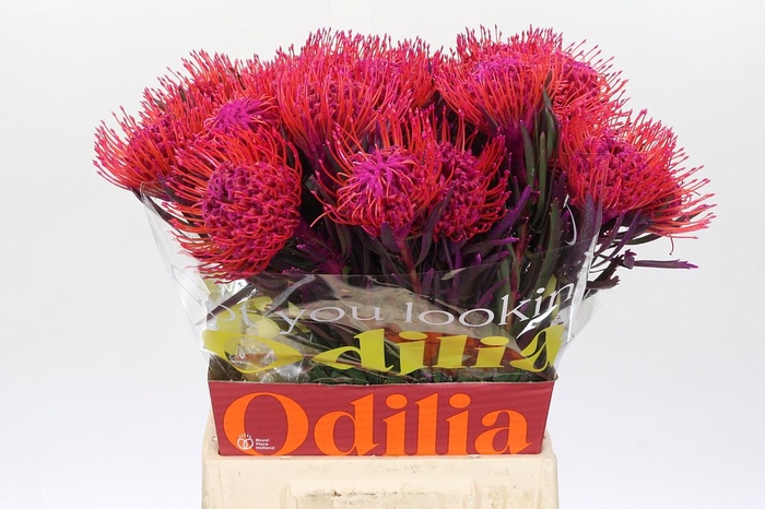 <h4>Nutans Painted Cerise</h4>