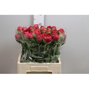 Paeo Com Performance