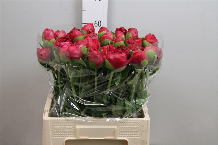 <h4>Paeo Com Performance</h4>