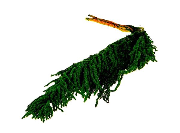 Bunch Amaranthus Caud. Pres 5pcs L90