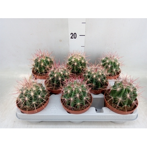 Ferocactus pilosus