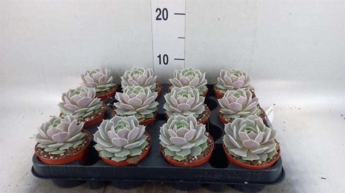 <h4>Echeveria ...</h4>