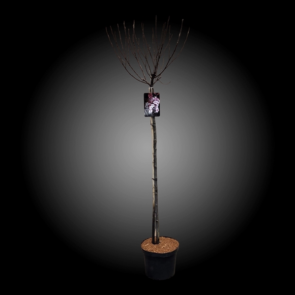 <h4>Prunus xcistena 120ST</h4>