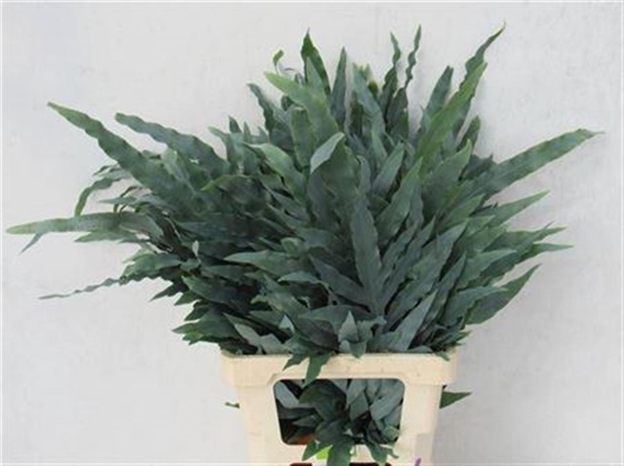 <h4>Cyrtomium Fort 55cm Per 50</h4>