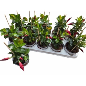 MANDE RIO PETITE RED