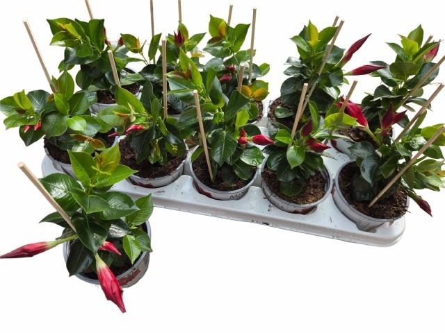 <h4>MANDE RIO PETITE RED</h4>