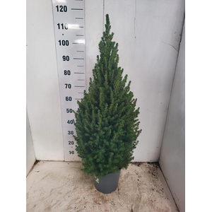 PICEA GL CONICA